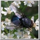 Calliphora vicina - Schmeissfliege 07.jpg